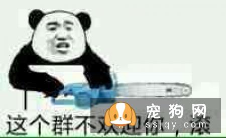 狗狗长时间站立,会给狗狗造成难以挽回的伤害