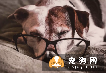 老龄犬该怎么喂养比较好？老龄犬喂食攻略！