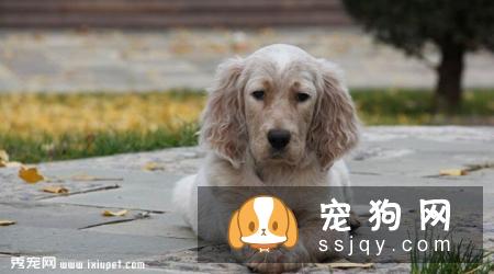 英国雪达蹲猎犬的外形特征及饲养方法_训练|图片