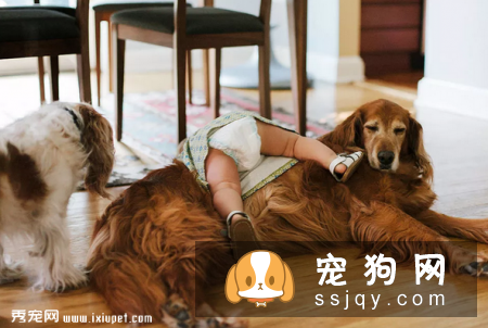 孕妇和婴幼儿能与宠物共同生活吗?