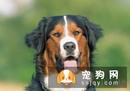 狗狗常见的五个坏毛病以及纠正方法