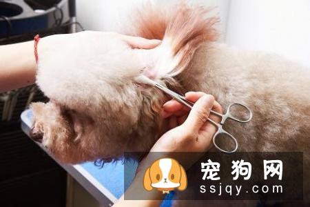 狗狗耳毛过长，应该怎么给狗狗拔耳毛