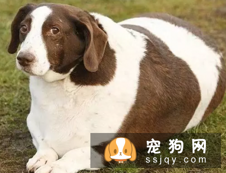 狗狗进入老年期后，腰部疾病需要预防