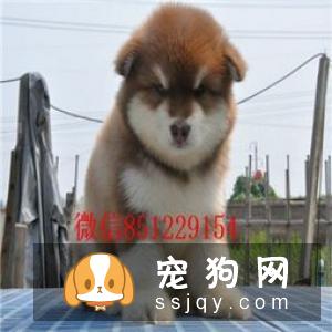阿拉斯加犬多少钱一只,好不好训练|图片
