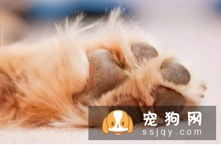 狗狗疯狂舔脚是什么原因