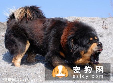 藏獒掉毛的原因及护理常识