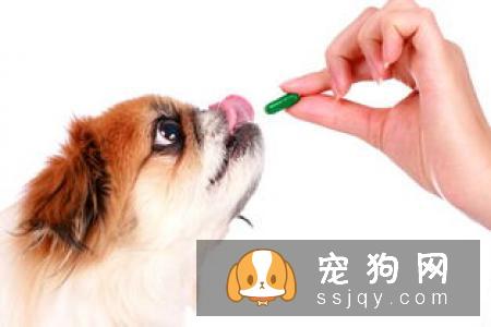狗狗脑震荡的症状，如何治疗及预防！
