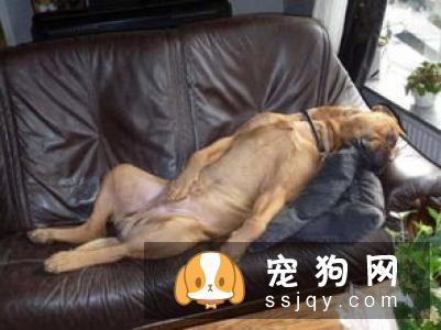 狗狗对主人的态度，从它睡觉的姿势就能看出！
