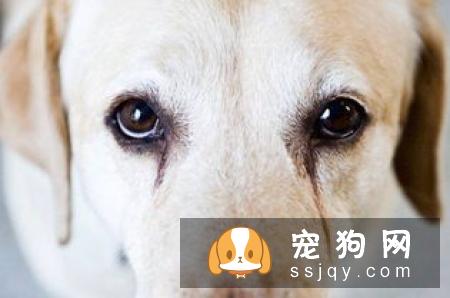 如何正确给狗狗清洗眼睛