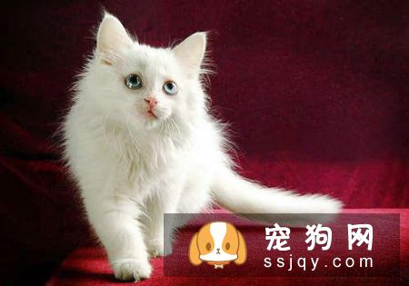宠物“歪头杀”很可爱？警惕这是前庭症候群！