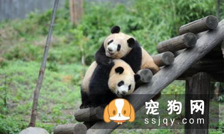 小狗怎么养，有什么需要注意的地方？
