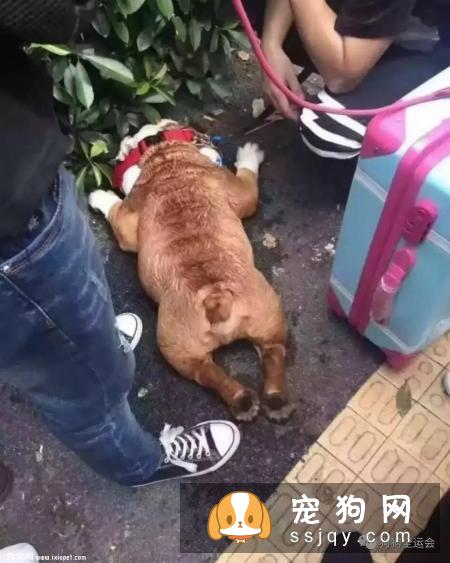 酷暑，如何防范狗狗中暑？