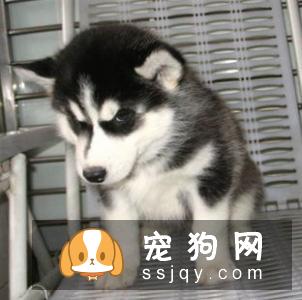 哈士奇什么时候要打预防针 哈士奇预防针疫苗种类与接种时间介绍