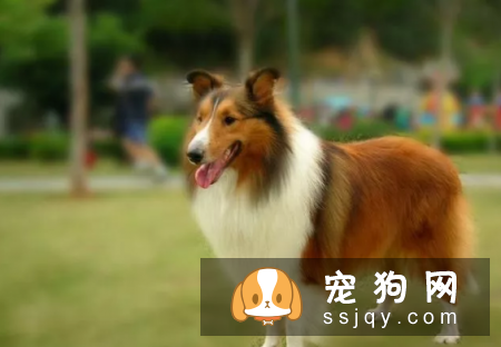 哪种狗最聪明最通人性 狗狗智商排名表