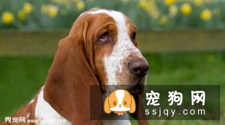 巴吉度猎犬好养吗,怎样训练巴吉度猎犬