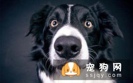 狗狗鼻子干怎么办情况