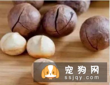 宠物对消毒剂的危害有哪些?-家居装修问答