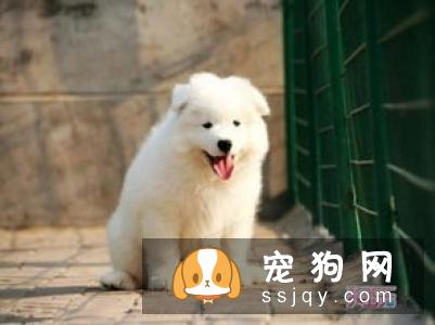 成犬狗粮应该如何挑选