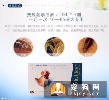 关于狗狗驱虫：闷热潮湿的8月份，是什么1变100？