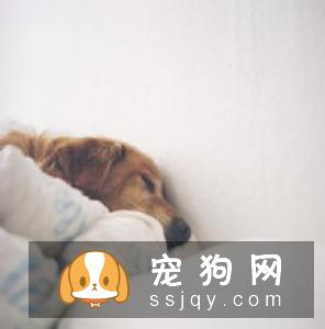 为什么要给母狗做绝育手术