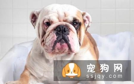 狗狗体内驱虫