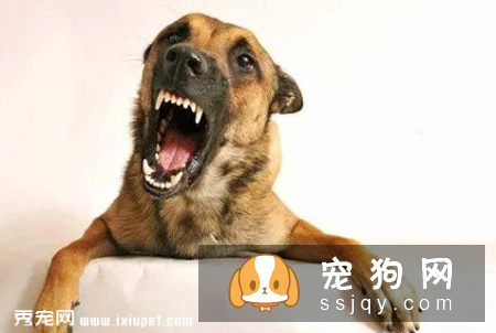 狗狗不听话应该打还是训？