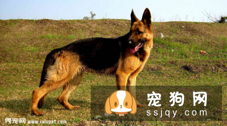 什么品种的狗最忠诚_最忠诚的狗狗排名