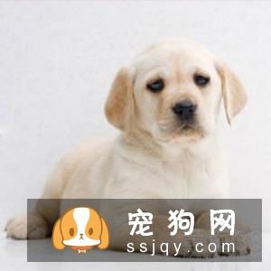 拉布拉多犬两个月怎么养 饲养错误可能真的会害了它!