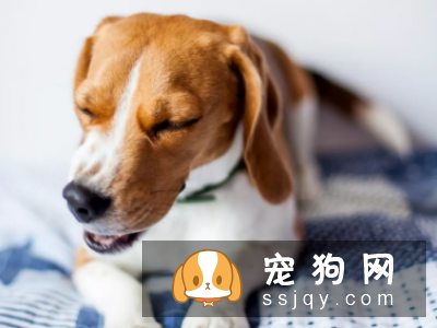狗狗关节炎怎么治疗? 狗狗关节炎的救星来了!