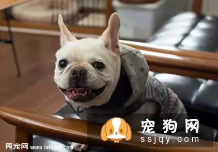 有宠物的家庭如何接待客人