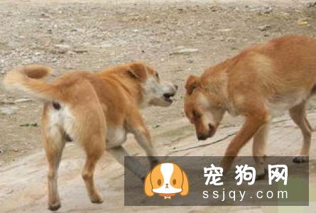 养藏獒的问题,藏獒在认准目标的以后,只有两种结果