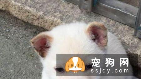 耳朵进水怎么办用棉签给狗狗把水蘸干净