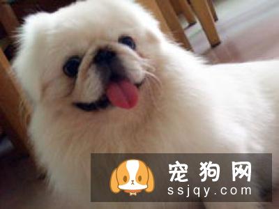 养宠物是件大事,主人除了需要做好心理准备和经济准备外,还得知道怎样才能把它健