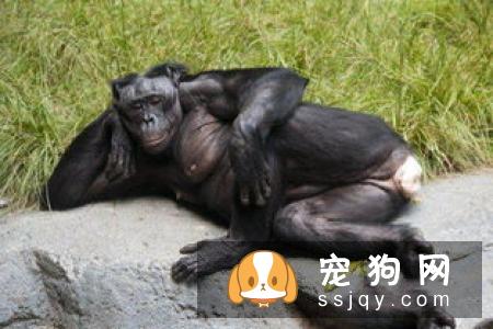 狗狗配种的四个原则