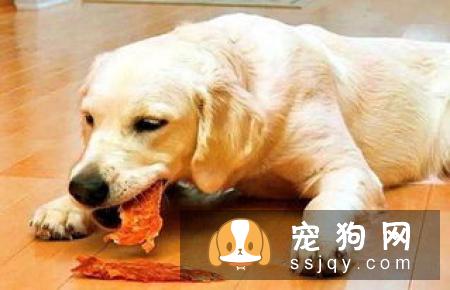拉布拉多犬两个月怎么养 饲养错误可能真的会害了它!