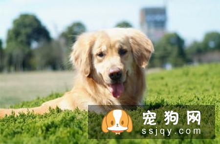 老年狗狗应该如何挑选狗粮