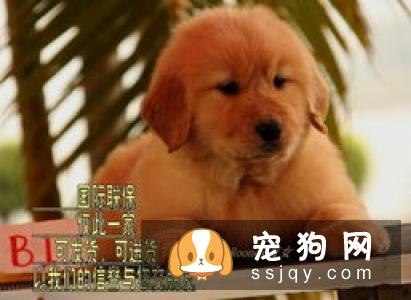 如何给狗狗挑选合适的牵引绳?
