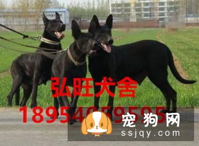 狼青犬的形态特征及训练方法|图片|多少钱一只