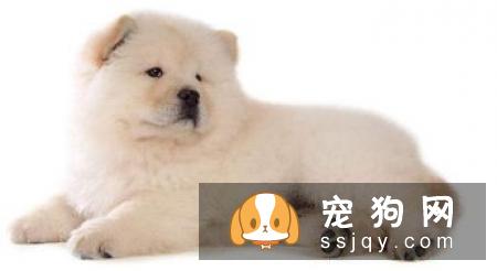 什么品种的狗最忠诚_最忠诚的狗狗排名