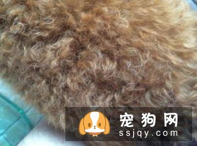 宠物到底能不能吃盐？