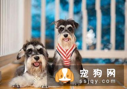 这九句话也许让你对宠物美容有更深刻的理解