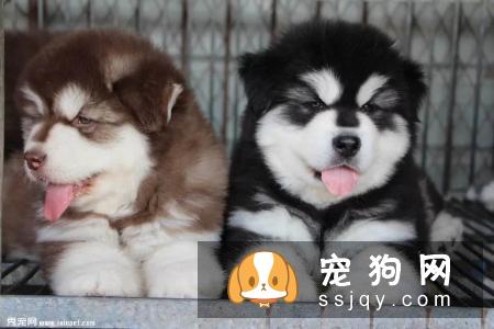 阿拉斯加皮肤病怎么治疗和预防？