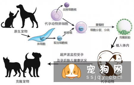 那些无法接受爱宠离世事实的家庭来说,克隆技术只能克隆相同的外型、基因