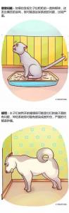 铲屎官必看，家里宠物生病的14种症状！