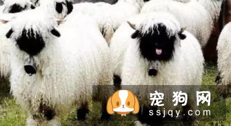 奥地利黑褐猎犬的基本特征及训练方法_饲养|图片