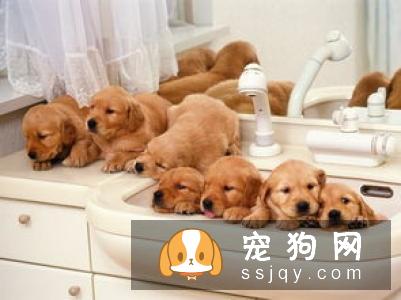 是什么原因导致狗狗胰腺外分泌不足？