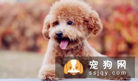 哪种狗寿命最长 盘点寿命最长的5种狗狗