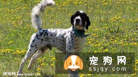 英国雪达蹲猎犬的外形特征及饲养方法_训练|图片