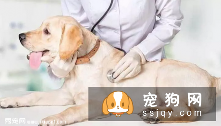 狗狗绝育是件大事，以下几点要注意