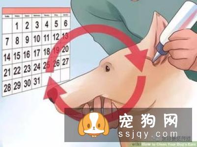 养宠物需要知道这些疫苗基础知识